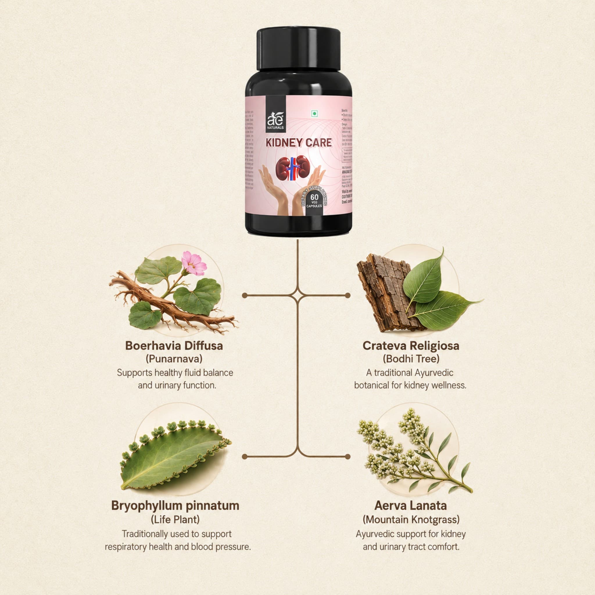 Kidney Care Capsules thumbnail 3